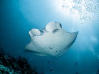 Riesenmanta während des CME Kompaktkurs Tauchmedizin 2026