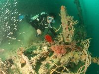 Taucher und Drachenkopf am Morazan Wrack in der Coron Bay bei Sangat Island während des Kompaktkurses Tauchmedizin 2027