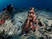 Taucher beobachtet Oktopus bei praxisnahen Tauchgängen im Kompaktkurs Tauchmedizin auf den Malediven