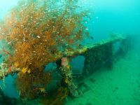Korallenbewuchs am Wrack der Olympia Maru in der Coron Bay bei Sangat Island