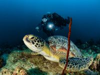 Taucher mit Meeresschildkröte bei einem Ausbildungstauchgang im Kompaktkurs Tauchmedizin auf den Malediven