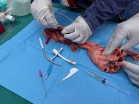 Praktisches Training invasiver Atemwegstechniken im Flugmedizin-Kurs