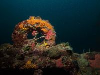 Bewachsenes Deck der Okikawa Maru in der Coron Bay bei Sangat Island beim Kompaktkurs Tauchmedizin 2027