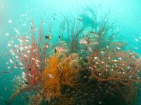 Bewachsenes Deck des Morazan Wracks in der Coron Bay bei Sangat Island beim Kompaktkurs Tauchmedizin 2027