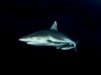 Riffhai in den Gewässern der Malediven während eines Tauchgangs im Rahmen des Kompaktkurses Tauchmedizin