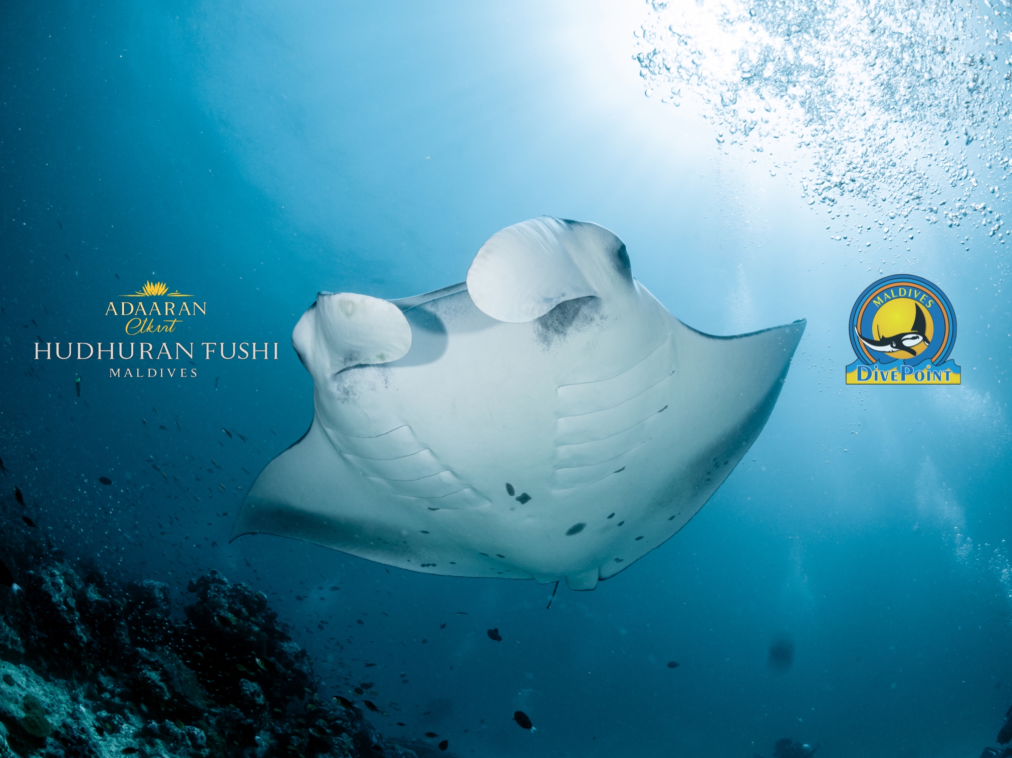 Manta Rochen unter Wasser beim Tauchen auf den Malediven – Praxisnaher Kompaktkurs Tauchmedizin 2026 im Adaaran Select Hudhuran Fushi