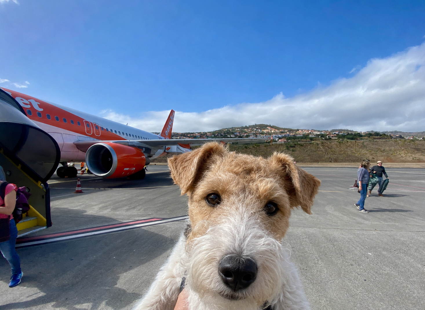 Foxterrier am Flughafen vor einem Flugzeug – Reisevorbereitung und Einreisebestimmungen mit Hund
