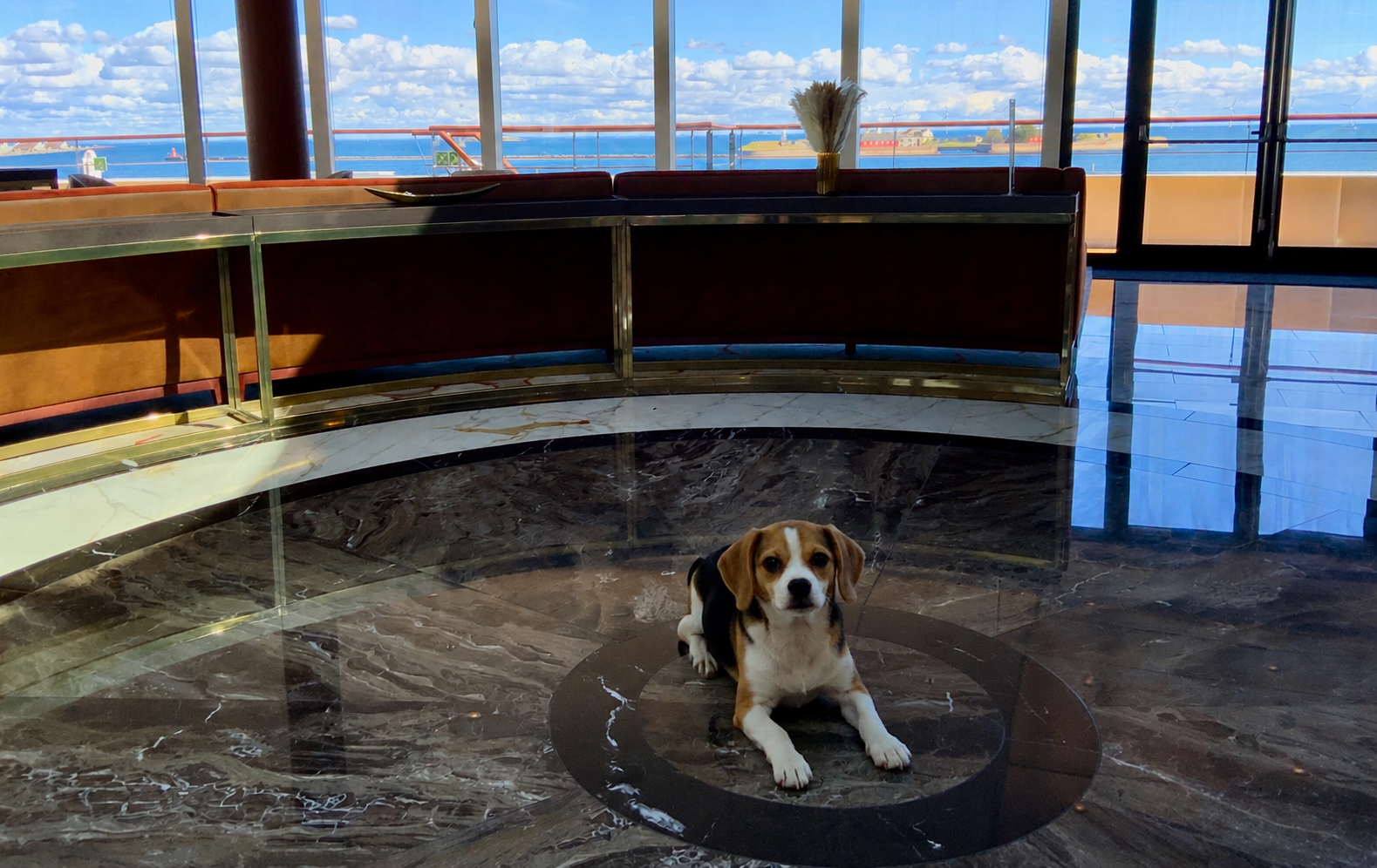 Hund auf Reisen als Symbol für eine gut vorbereitete Flusskreuzfahrt mit Hund