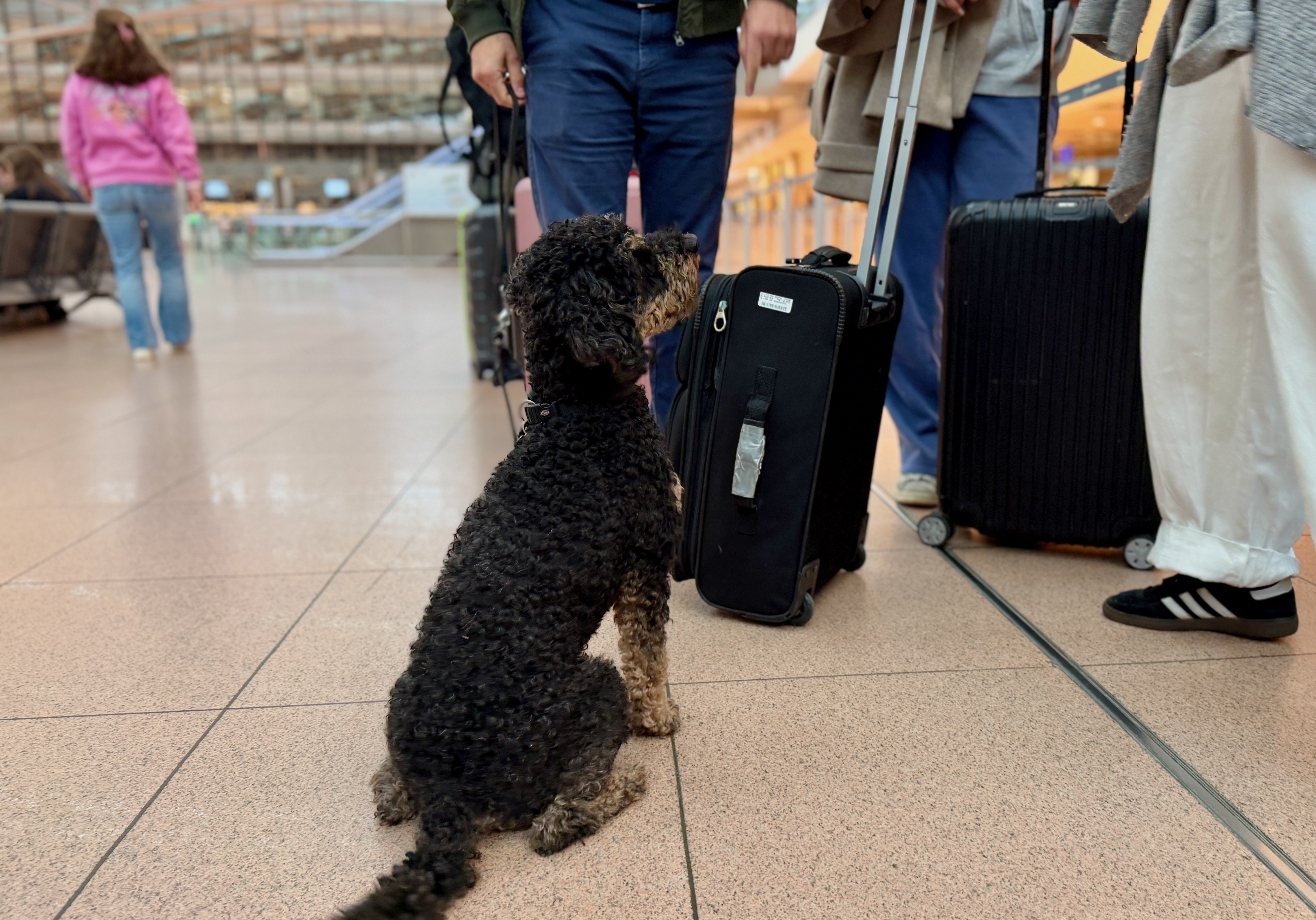 Hund sitzt am Flughafen neben Reisenden mit Gepäck als Symbol für medizinische Reisevorbereitung mit Hund