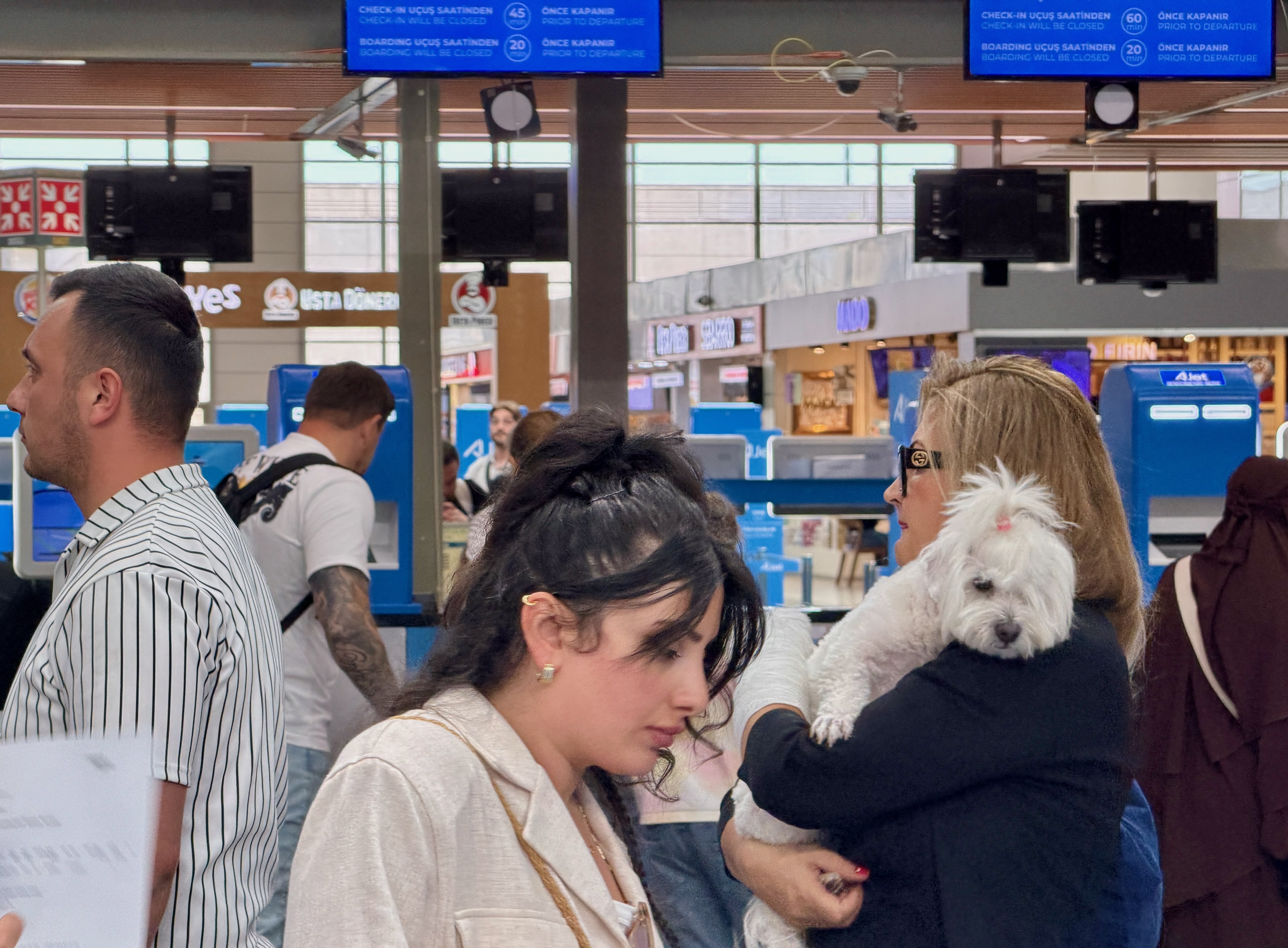 Hund auf Reisen als Symbol für medizinische Reisevorbereitung, Dokumente und Einreisebestimmungen