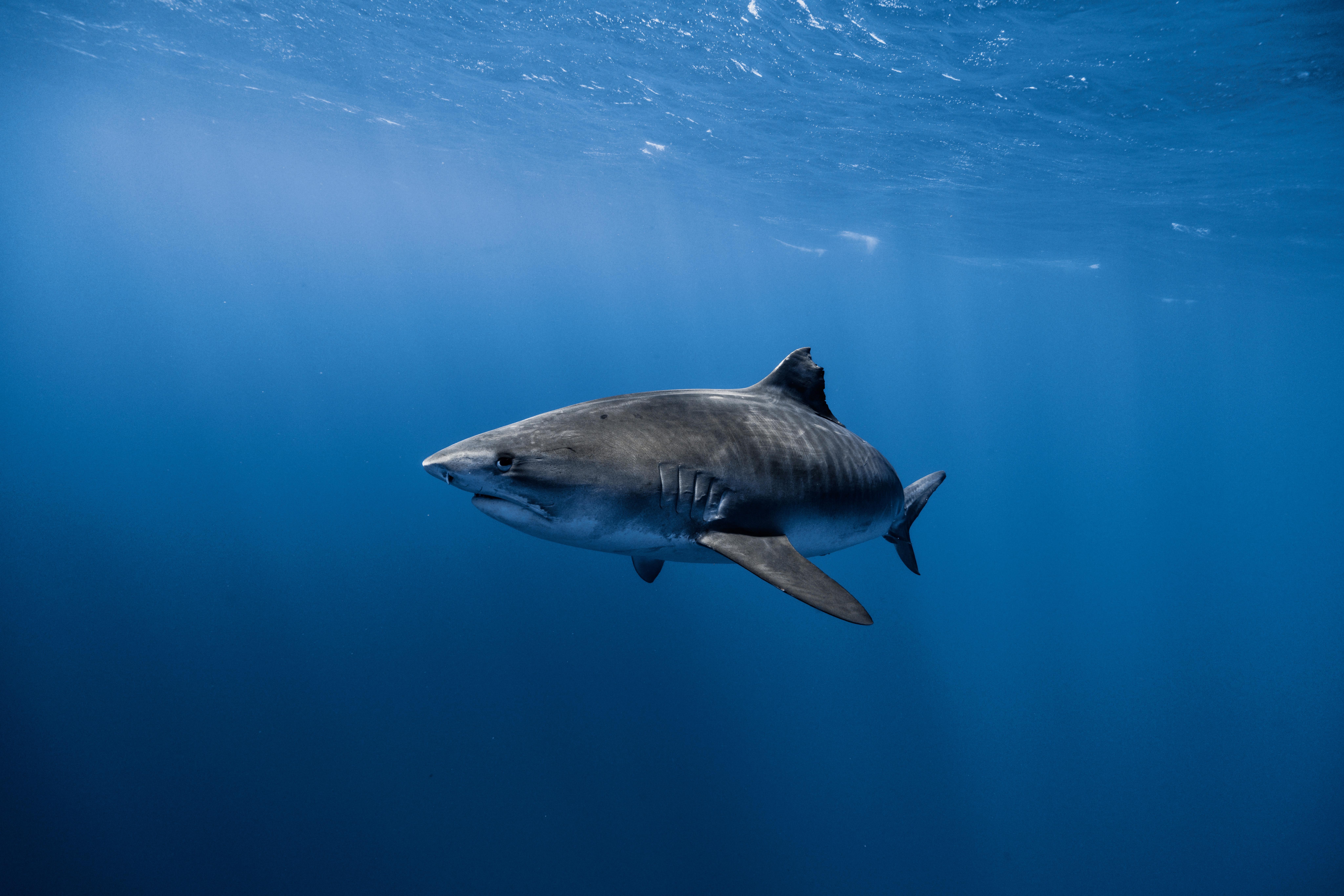 Unterwasseraufnahme eines Haifisches als symbolisches Motiv für die maritime Umgebung der Tauchmedizin