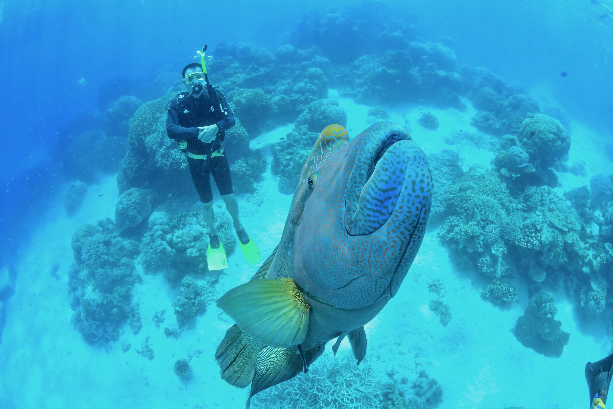 Taucher unter Wasser als symbolisches Motiv für die maritime Umgebung der Tauchmedizin