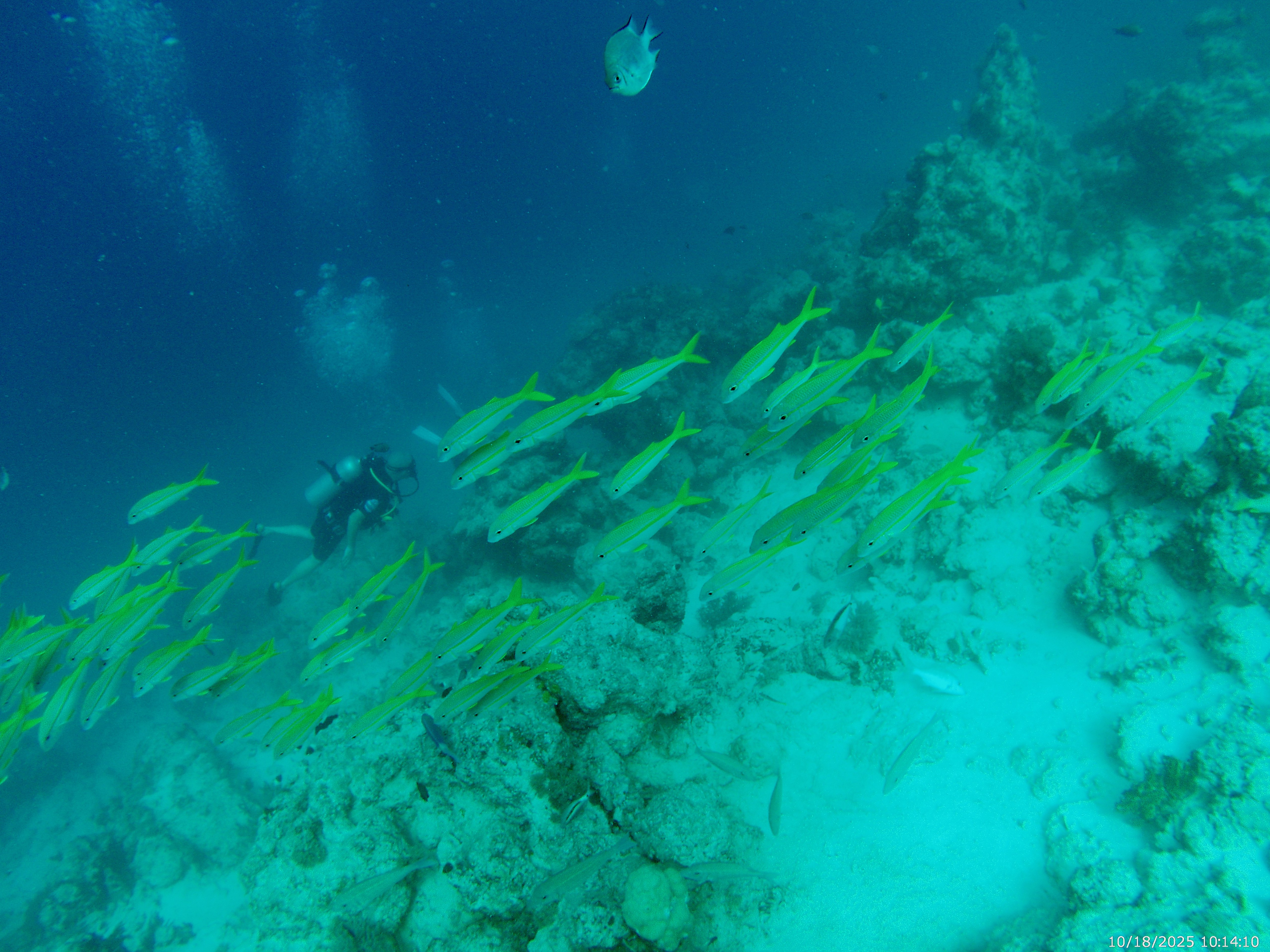 Taucher bei einem Ausbildungs-Tauchgang in der Tauchmedizin mit Fischschwarm